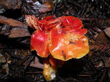 Hygrocybe punicea image