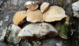 Trametes hirsuta image