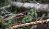 Mycetinis opacus image