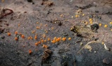 Arachnopeziza aurelia image
