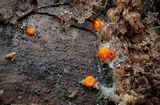 Arachnopeziza aurelia image