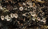 Cladonia pyxidata image