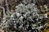 Cladonia pyxidata image