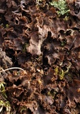 Peltigera evansiana image