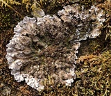 Physconia enteroxantha image