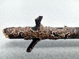 Peniophora albobadia image