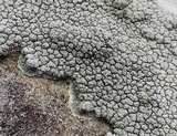 Diploschistes scruposus image