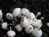 Leucocoprinus cepistipes image