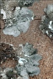 Flavopunctelia flaventior image