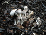 Leucocoprinus cepistipes image