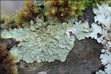 Flavopunctelia flaventior image