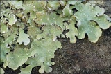Flavopunctelia flaventior image