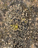 Psorula rufonigra image
