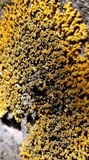 Xanthoria elegans image