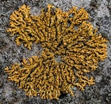 Xanthoria elegans image