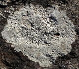 Aspicilia cinerea image