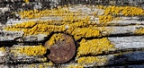 Candelariella vitellina image