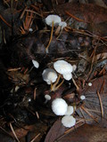 Strobilurus trullisatus image