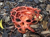 Colus pusillus image