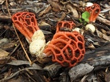 Colus pusillus image