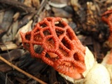 Colus pusillus image