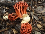 Colus pusillus image