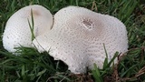 Chlorophyllum globosum image