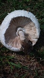 Chlorophyllum globosum image