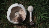 Chlorophyllum globosum image