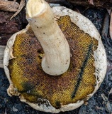 Boletellus dissiliens image