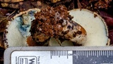 Gyroporus furvescens image