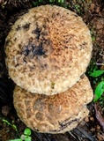 Gyroporus furvescens image