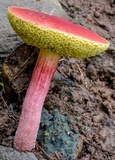 Boletellus obscurecoccineus image