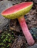 Boletellus obscurecoccineus image
