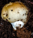 Russula grata image