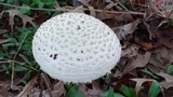 Amanita foetidissima image