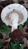 Amanita foetidissima image