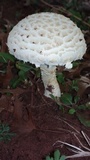 Amanita foetidissima image