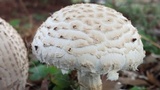 Amanita foetidissima image