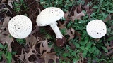 Amanita foetidissima image