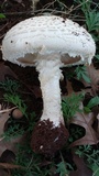 Amanita foetidissima image