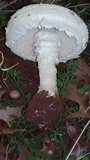 Amanita foetidissima image