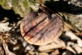 Ganoderma curtisii image
