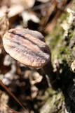 Ganoderma curtisii image