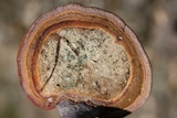 Ganoderma curtisii image