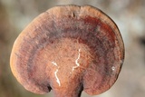 Ganoderma curtisii image