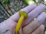Leotia viscosa image