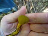 Leotia viscosa image