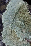 Flavoparmelia baltimorensis image
