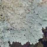 Flavoparmelia baltimorensis image